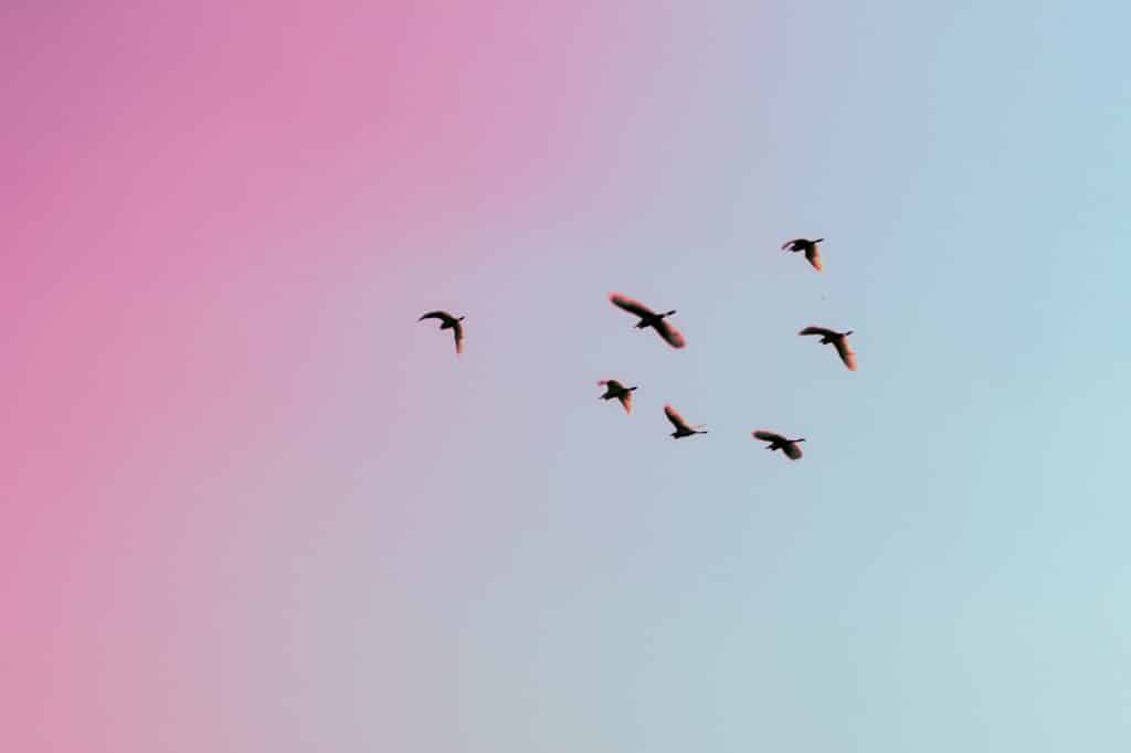 Google’s Need for Speed – Google Analytics Asynchronous Tracking Code